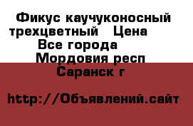 Фикус каучуконосный трехцветный › Цена ­ 500 - Все города  »    . Мордовия респ.,Саранск г.